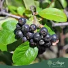 Aronia melanocarpa - Fekete berkenye, 80-90 cm, 5,6 literes cserépben
