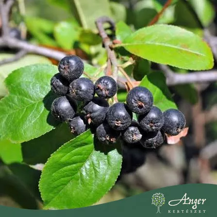 Aronia melanocarpa - Fekete berkenye, 80-90 cm, 5,6 literes cserépben