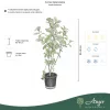 Aronia melanocarpa - Fekete berkenye, 80-90 cm, 5,6 literes cserépben