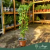 Lonicera japonica 'Halliana' - Japán lonc 70-80 cm, 2 literes cserépben