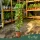 Lonicera japonica 'Halliana' - Japán lonc 70-80 cm, 2 literes cserépben