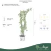 Lonicera japonica 'Halliana' - Japán lonc 70-80 cm, 2 literes cserépben