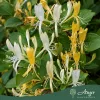 Lonicera japonica 'Halliana' - Japán lonc 70-80 cm, 2 literes cserépben