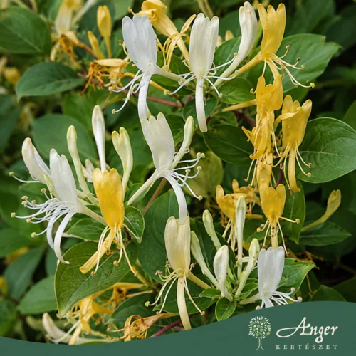Lonicera japonica 'Halliana' - Japán lonc 70-80 cm, 2 literes cserépben