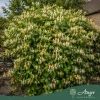 Lonicera japonica 'Halliana' - Japán lonc 70-80 cm, 2 literes cserépben
