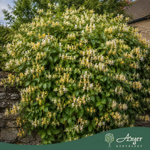 Lonicera japonica 'Halliana' - Japán lonc 70-80 cm, 2 literes cserépben