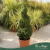 Buxus sempervirens – Puszpáng, spirál, 90 cm magas, 15 literes cserépben