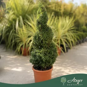   Buxus sempervirens – Puszpáng, spirál, 90 cm magas, 15 literes cserépben