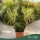 Buxus sempervirens – Puszpáng, spirál, 90 cm magas, 15 literes cserépben
