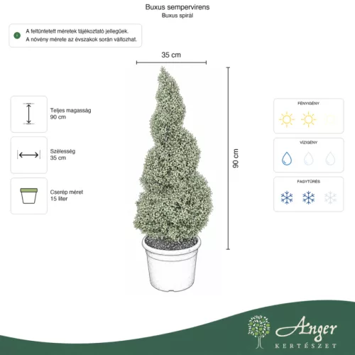 Buxus sempervirens – Puszpáng, spirál, 90 cm magas, 15 literes cserépben