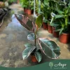 Ficus elastica 'Belize' - Fikusz 'Belize' 30-40 cm, 3 literes cserépben