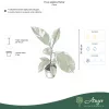 Ficus elastica 'Belize' - Fikusz 'Belize' 30-40 cm, 3 literes cserépben