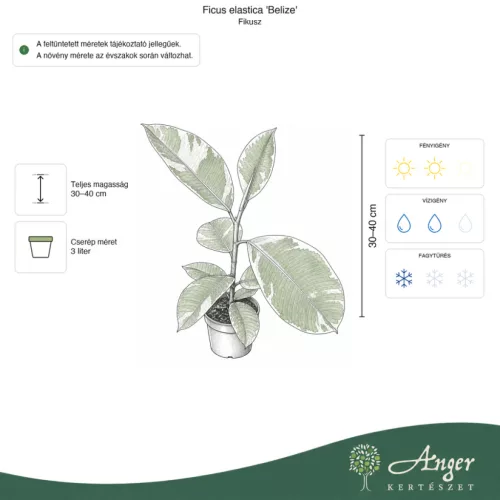 Ficus elastica 'Belize' - Fikusz 'Belize' 30-40 cm, 3 literes cserépben