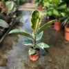 Ficus elastica 'Tineke' - Fikusz 'Tineke' 30-40 cm, 3 literes cserépben