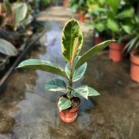   Ficus elastica 'Tineke' - Fikusz 'Tineke' 30-40 cm, 3 literes cserépben