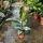 Ficus elastica 'Tineke' - Fikusz 'Tineke' 30-40 cm, 3 literes cserépben