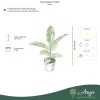 Ficus elastica 'Tineke' - Fikusz 'Tineke' 30-40 cm, 3 literes cserépben