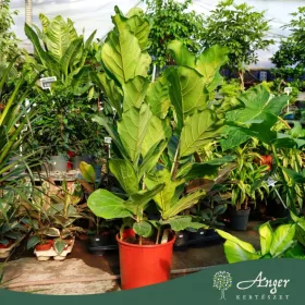   Ficus lyrata - Lantlevelű fikusz 110-130 cm, 35 literes cserépben