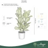 Ficus lyrata - Lantlevelű fikusz 110-130 cm, 35 literes cserépben