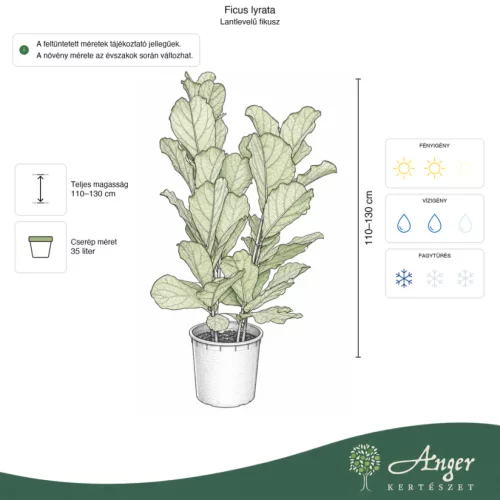Ficus lyrata - Lantlevelű fikusz 110-130 cm, 35 literes cserépben