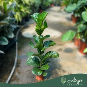   Ficus lyrata - Lantlevelű fikusz 60-80 cm, 10 cm-es cserépben