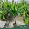 Yucca elephantipes - Jukka (törzses) 120-140 cm, 75 cm-es törzsön, 4,3 literes cserépben