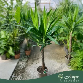   Yucca elephantipes - Jukka (törzses) 120-140 cm, 75 cm-es törzsön, 4,3 literes cserépben