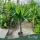 Yucca elephantipes - Jukka (törzses) 120-140 cm, 75 cm-es törzsön, 4,3 literes cserépben