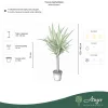 Yucca elephantipes - Jukka (törzses) 120-140 cm, 75 cm-es törzsön, 4,3 literes cserépben