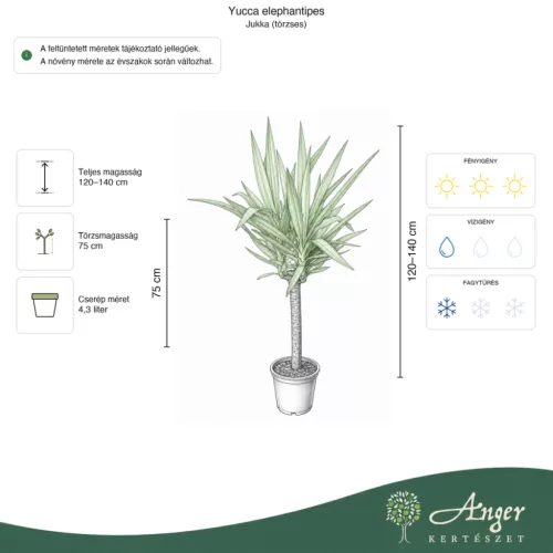 Yucca elephantipes - Jukka (törzses) 120-140 cm, 75 cm-es törzsön, 4,3 literes cserépben