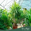 Yucca elephantipes - Jukka 220 cm, 50 cm-es cserépben