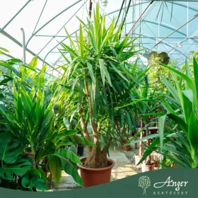 Yucca elephantipes - Jukka 220 cm, 50 cm-es cserépben