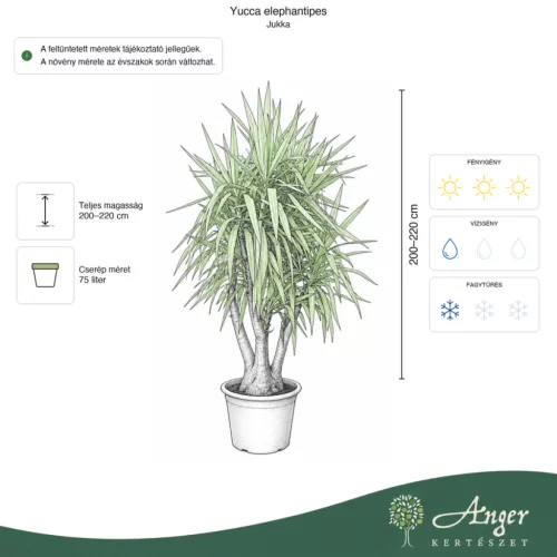 Yucca elephantipes - Jukka 220 cm, 50 cm-es cserépben