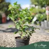 Hydrangea paniculata 'Fire Light' - Bugás hortenzia 'Fire Light' 40 cm, 17 cm cserépben