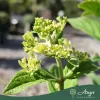 Hydrangea paniculata 'Fire Light' - Bugás hortenzia 'Fire Light' 40 cm, 17 cm cserépben