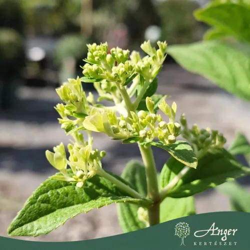 Hydrangea paniculata 'Fire Light' - Bugás hortenzia 'Fire Light' 40 cm, 17 cm cserépben