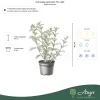 Hydrangea paniculata 'Fire Light' - Bugás hortenzia 'Fire Light' 40 cm, 17 cm cserépben
