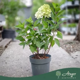   Hydrangea paniculata 'SkyFall' - Bugás hortenzia 'SkyFall' 50 cm, 17 cm-es cserépben