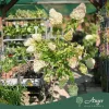Hydrangea paniculata ‘Polar Bear’ – bugás hortenzia, 130 cm, 28 cm-es cserépben
