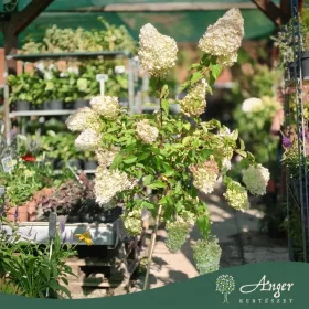   Hydrangea paniculata ‘Polar Bear’ – bugás hortenzia, 130 cm, 28 cm-es cserépben