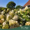 Hydrangea paniculata ‘Polar Bear’ – bugás hortenzia, 130 cm, 28 cm-es cserépben