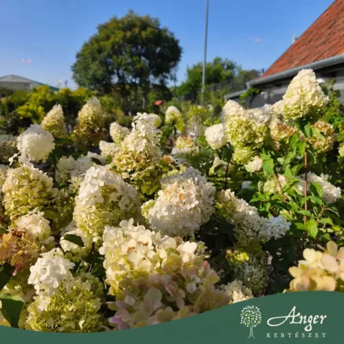 Hydrangea paniculata ‘Polar Bear’ – bugás hortenzia, 130 cm, 28 cm-es cserépben