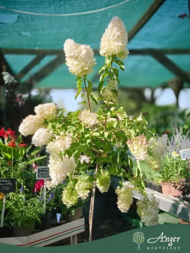 Hydrangea paniculata ‘Polar Bear’ – bugás hortenzia, 130 cm, 28 cm-es cserépben