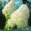 Hydrangea paniculata ‘Polar Bear’ – bugás hortenzia, 130 cm, 28 cm-es cserépben