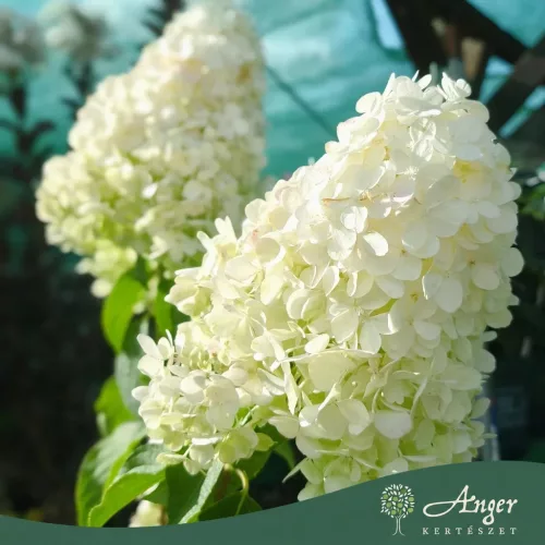 Hydrangea paniculata ‘Polar Bear’ – bugás hortenzia, 130 cm, 28 cm-es cserépben