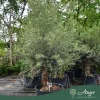 Olea europaea - Olajfa old skin 220-300 cm, 85 cm cserépben