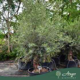 Olea europaea - Olajfa old skin 220-300 cm, 85 cm cserépben