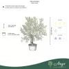 Olea europaea - Olajfa old skin 220-300 cm, 85 cm cserépben