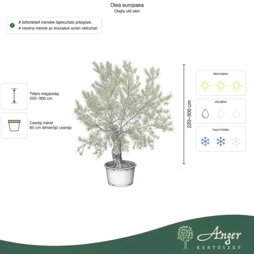 Olea europaea - Olajfa old skin 220-300 cm, 85 cm cserépben