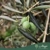 Olea europaea - Olajfa old skin 220-300 cm, 85 cm cserépben